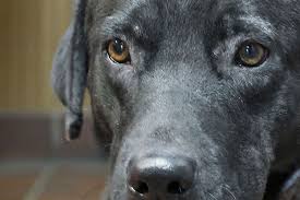 Allstate animal control's national directory of wildlife removal experts. Home Montgomery County Spca