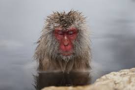 Partake in a moment of zen with japanese macaques (or snow monkeys) as they soak in natural hot springs. Photos Japanese Macaque Monkeys Groom Themselves In Hot Spring Time
