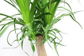Braun verfärbte blattspitzen deuten auf. Yucca Palme Uberwintern Ist Sie Winterhart Hausgarten Net