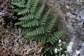 Image result for Cheilanthes