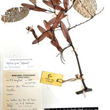 Image result for Tragia grandistipularis