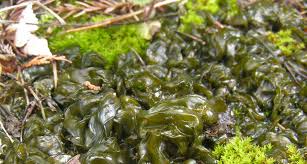 Gruner Schleim Im Garten Das Ist Die Ursache Flipboard