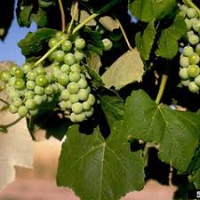 Image result for Vitis vinifera