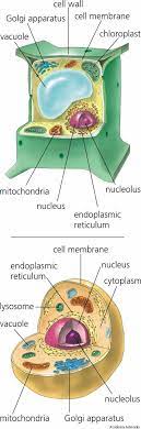 Maybe you would like to learn more about one of these? Cell Dictionary Definition Cell Defined Cell Cell Wall Cell Membrane