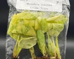 Image result for Asplenium rutifolium