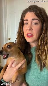 Drama dog has his own take