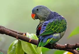 Check spelling or type a new query. Download Suara Burung Serindit Gacor Pikat Master Mp3 Harga