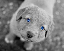 Maybe you would like to learn more about one of these? Puppy With Blue Eyes Carolinafan2011 S Blog