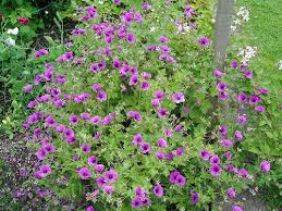 Image result for Pelargonium alchemilloides