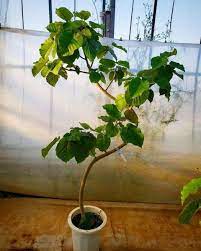 人気の観葉植物の種類と育て方 飾り方のポイントとインテリアのコツ 小さな観葉植物 観葉植物 インテリア