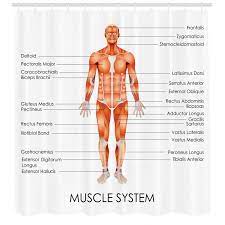 The interactive muscle anatomy diagram shown below outlines the major superficial (i.e. Ambesonne Human Anatomy Muscle System Diagram Of Man Body Features Biological Elements Medical Heath Image Single Shower Curtain Wayfair
