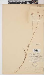 Image result for Emilia limosa