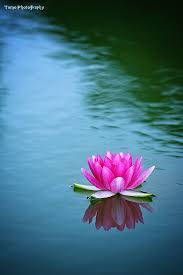 Water Lily Ii By Windylife On Deviantart Lotus Flower Pictures Flower Pictures Lotus Flower Art