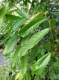 Image result for Treculia