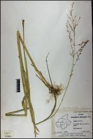 Image result for Arundinella nepalensis