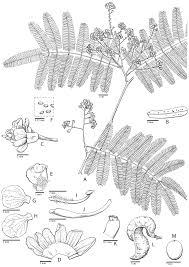 Image result for Gelrebia glandulosopedicellata