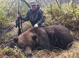 The alaska peninsula brown bear or peninsular grizzly is a colloquial nomenclature for a brown bear that lives in the coastal regions of southern alaska, although according to other sources, it is a population of the mainland grizzly bear subspecies (ursus arctos horribilis). Alaska Peninsula Brown Bear Hunts Alaskan Hunts
