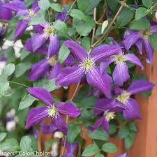Maybe you would like to learn more about one of these? Happy Jack Purple Clematis X Proven Winners