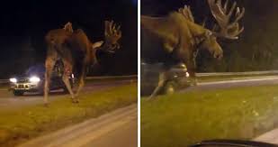 Look At The Size Of This Moose Walking Down An Alaskan Road