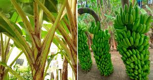 Pisang untuk dimakan segar atau mentah (dessert banana).nama botani bagi pisang ini ialah. Kalau Tanam Pokok Pisang Cantas Daunnya Begini Supaya Hasil Buahnya Banyak Vanilla Kismis