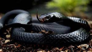 Fastest Snake On Earth Mamba Snake Black Mamba Snake Snake Facts