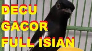 Apr 06, 2021 · download suara burung mp3 ⭐masteran pancingan terapi vareasi kicauan dan terlengkap dan mudah untuk di download secara gratis omkicau Cara Membedakan Jantan Betina Decu Kacer Mini Yang Masih Anakan Trotolan 100 Akurat