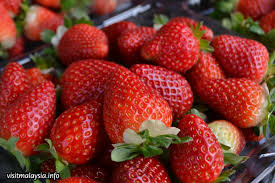 Tapi,di tanah tinggi cameron highland terdapat lambakan pengusaha. Strawberry Farms