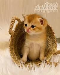 Abbiamo Aperto Gli Occhietti Golden Black Shaded Ny11 Meraviglie British Shorthair Agora Artemide Cattery 393426291130 Reserve Your Kit