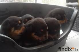 Rottweiler welpe hallo, ich verkaufe meinen 9 woche alten rottweiler welpen. Rottweiler Und Rottweilerwelpen Abzugeben Findix De