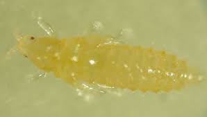 Image result for Onion Thrips