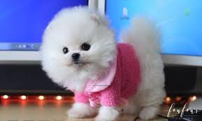 The pomapoo is a designer breed created through the cross of the pomeranian and the mini poodle breed. Teacup Pomeranian Puppies For Sale Micro Toy Pomsky Foufou Puppies