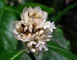 Image result for Psychotria auxopoda