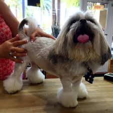 Pin On Shih Tzu Grooming