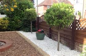 The trees are dying at an alarming rate due to an incurable fungus. Questions Answers And Comments About Bay Trees