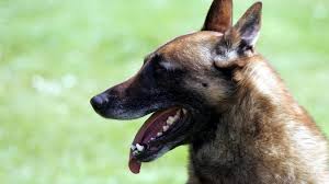«je ne voulais que des gens qui tiennent la route. Le Burburois A T Il Tue Le Chien De Son Voisin Volontairement Ou S Est Il Defendu