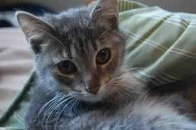 We've got some unique ideas, which are sure to make your pet the top dog at the. Music Related Pet Names Color In My Piano