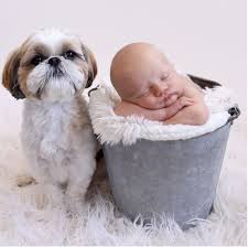 From puppies to seniors, we help dogs of all life stages put their best paw forward with positive dog training classes. Shih Tzu Puppies For Sale Mn Sweetwater Shih Tzu