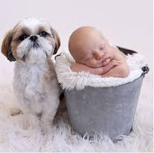 Contact ryan's shih tzu for your next family pet. Shih Tzu Puppies For Sale Mn Sweetwater Shih Tzu