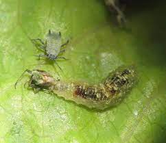 A key belief of the organic gardener is that biodiversity furthers health. Biological Pest Control Wikipedia