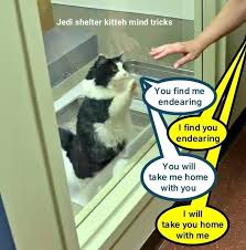 Kitten Jedi Mind Tricks Mind Tricks Funny Mind Tricks Funny Cat Memes