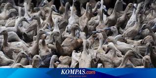 Ada begitu banyak gambar yang bisa mengetes seberapa jeli penglihatan kalian. Tes Mata Gambar Itik