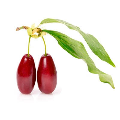 نهال زغال‌اخته گلابی‌شکل