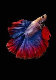 Taking Care Of A Betta Fish Tank Maintenance In 2020 Betta Fish Betta Fish Tank Betta