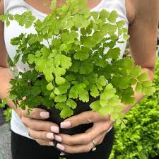 Image result for Adiantum incisum
