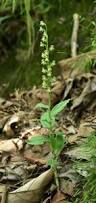 Image result for Habenaria epipactidea