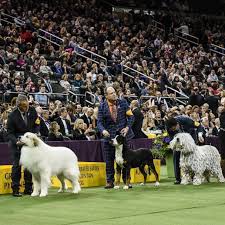 The winner of the hound group. Westminster Dog Show Moved From Madison Square Garden For 1st Time In 100 Years Gma
