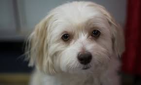 We did not find results for: The Grief Of Losing A Pet Is Traumatic And Universal So Why Don T We Talk About It Pets The Guardian