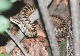 I have made a video about this facinating creature. Nyheter Sommer Rekordmange Bitt Av Hoggorm Landet Rundt