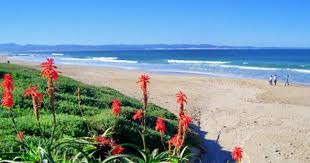 Kougademocrat Jeffreys Bay Plants Aloe