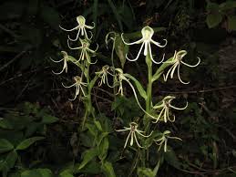 Image result for Habenaria microsaccus
